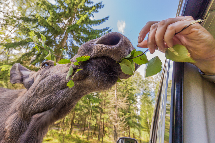 9367 - Window Feeding - -