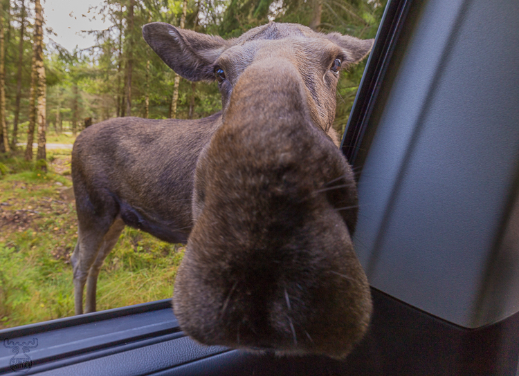 9371 - Car Moose Muzzle - -