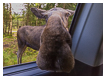 Car Moose Muzzle