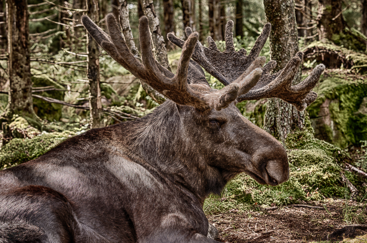 9386 - The Swedish King - -