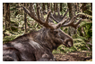 The Swedish King