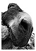 971 - Nosy donkey - - 