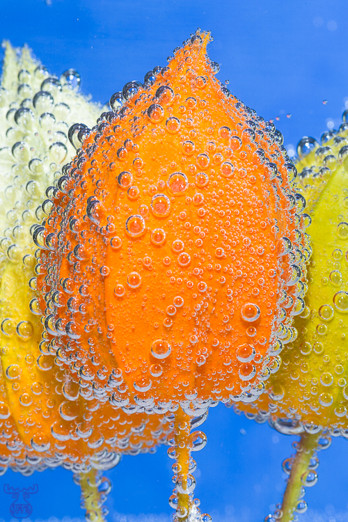 9810 - Bladder cherry bubbles - -
