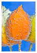  9810 - Bladder cherry bubbles - - 