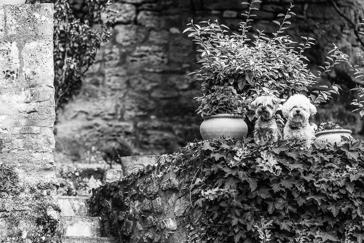 9839 - Vigilant view - -