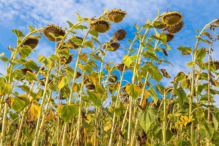 9848 - Sunflower Sky - -