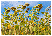  9848 - Sunflower Sky - - 