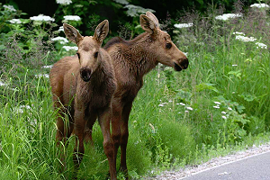 moose for kids