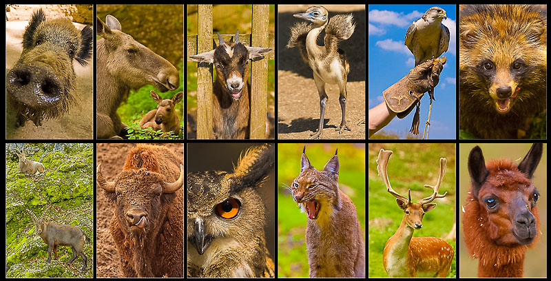 Wildpark Hundshaupten Kalender